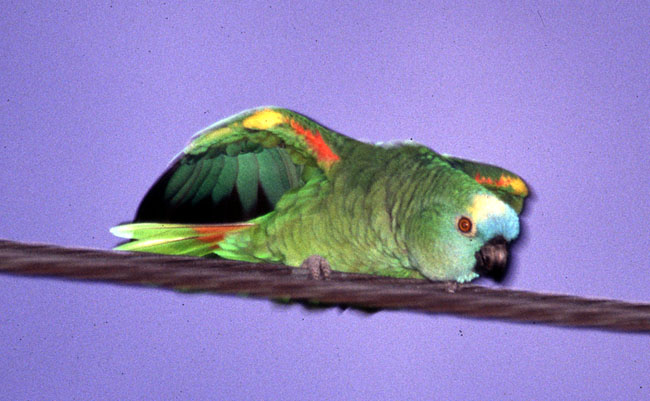 [Blue-fronted Parrot (Amazon)]