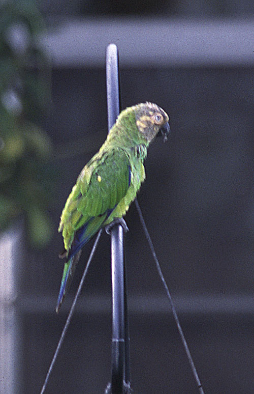 [Dusky-headed Parakeet (Conure)]