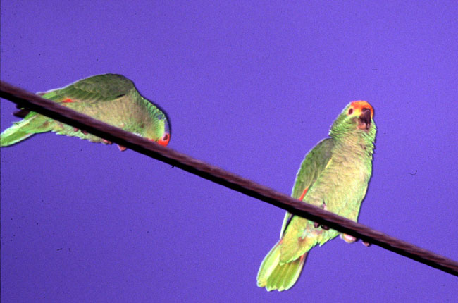 [Red-crowned and Red-lored Parrots (Amazons)]