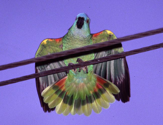 [Blue-fronted Parrot]