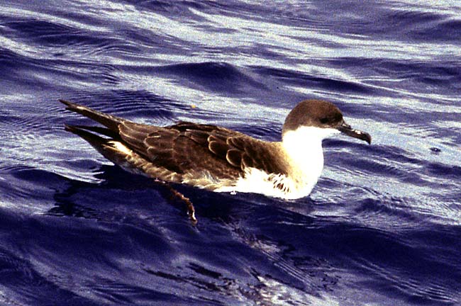 [Greater Shearwater]