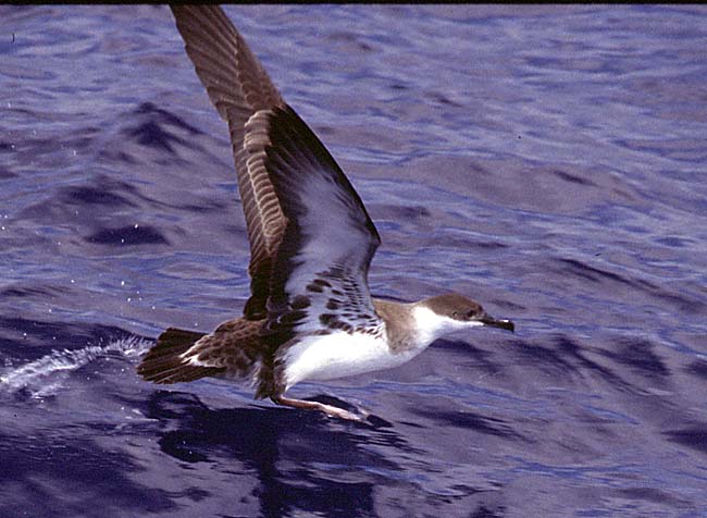 [Greater Shearwater]
