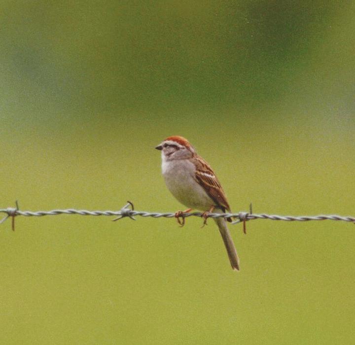 [Chipping Sparrow]