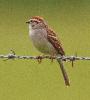 [Chipping Sparrow]
