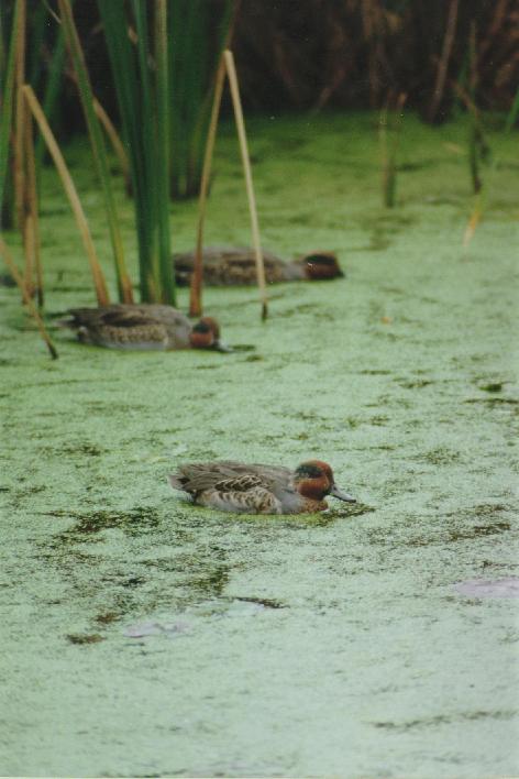[Green-winged Teal]