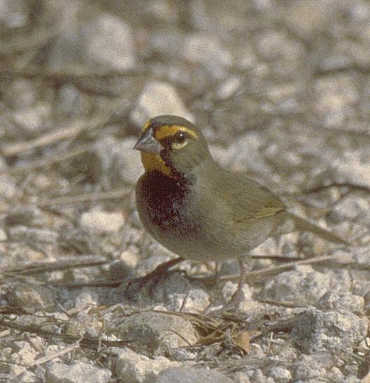 [Yellow-faced Grassquit]