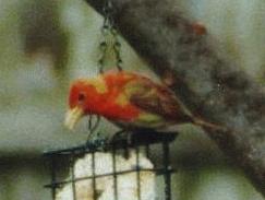 [Summer Tanager]
