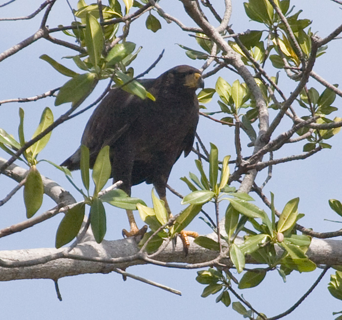 [Great Black-Hawk]