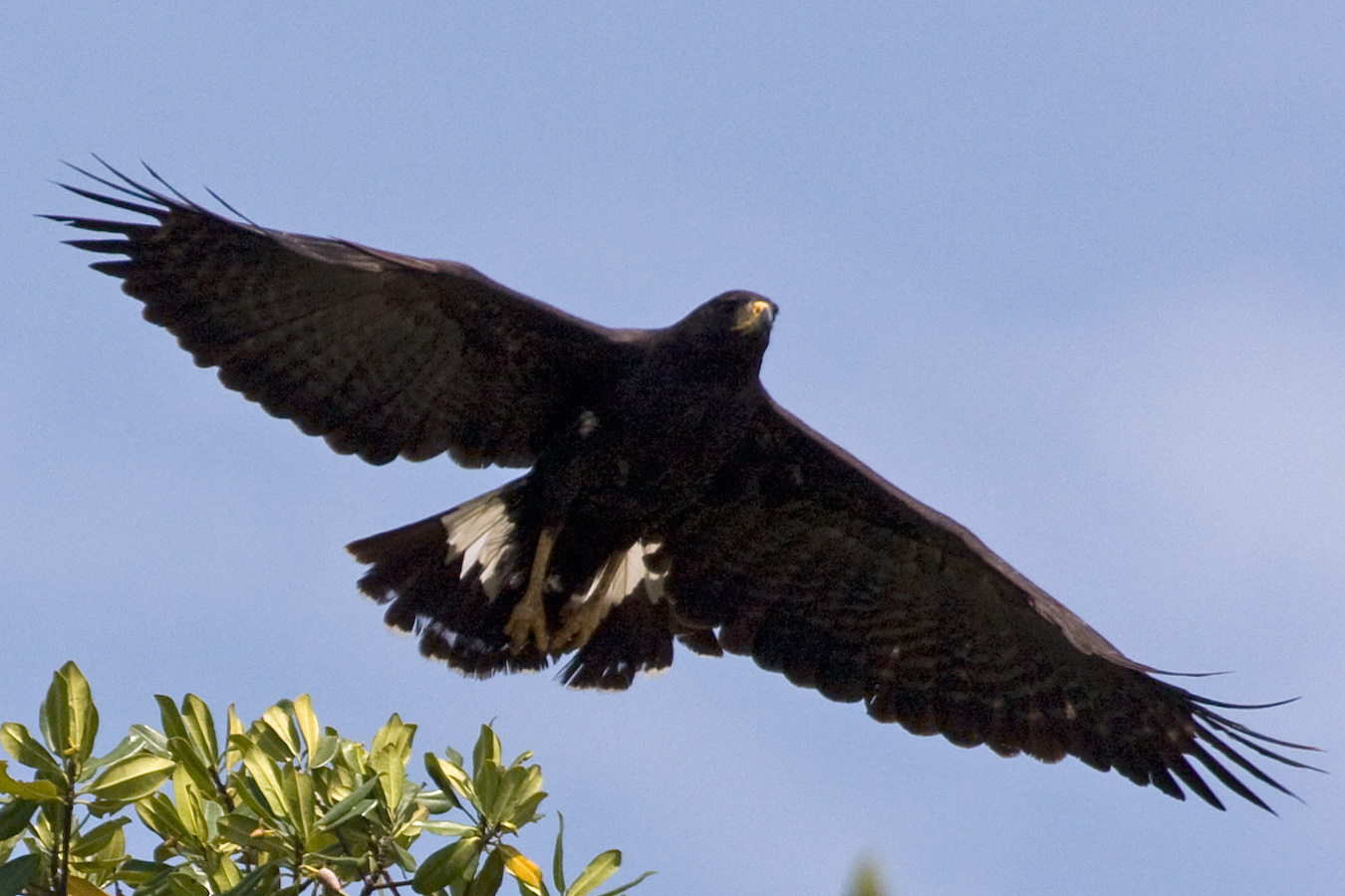 Great Black Hawks, Beauty of Birds