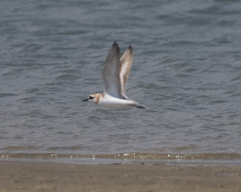 [Greater Sand-Plover]