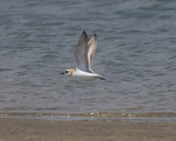 Greater Sand-Plover