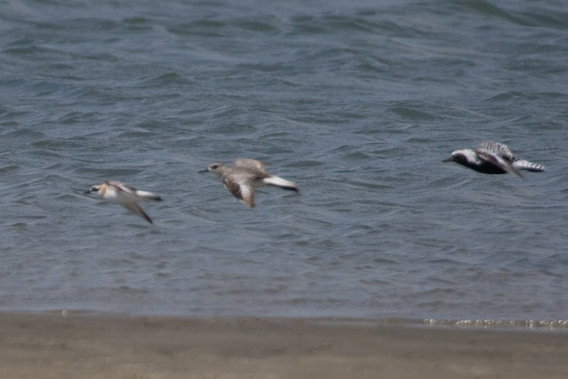 [Greater Sand-Plover]