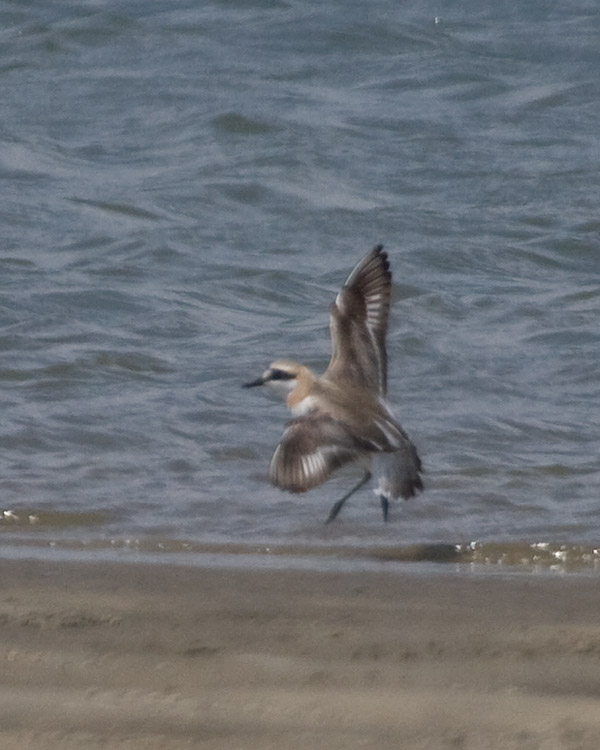 [Greater Sand-Plover]