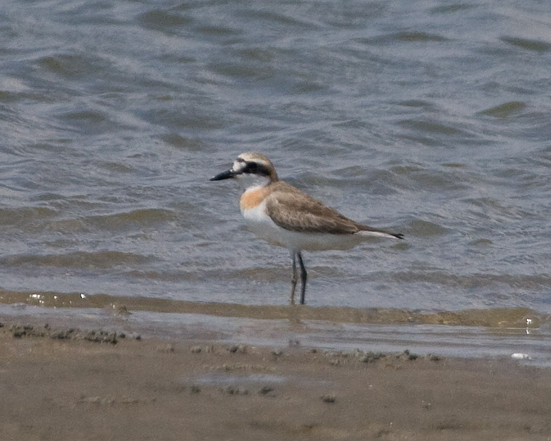 [Greater Sand-Plover]