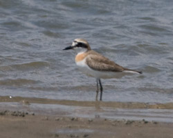 Greater Sand-Plover