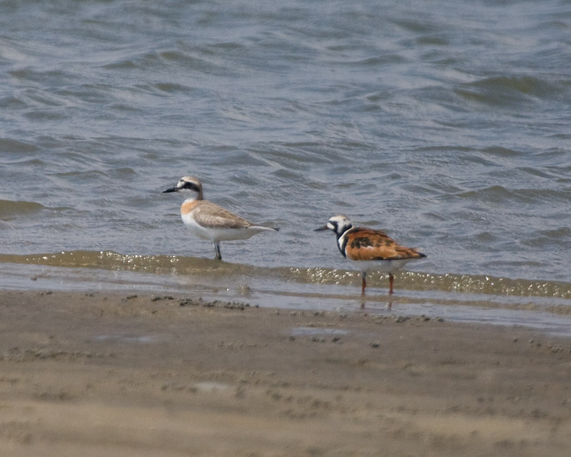 [Greater Sand-Plover]