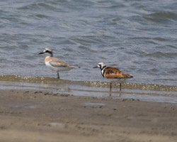 Greater Sand-Plover