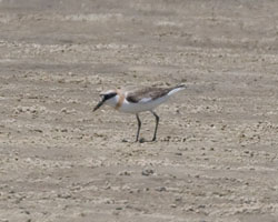 Greater Sand-Plover