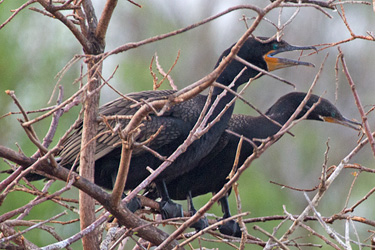 Hybrid (?) and Neotropic Cormorants