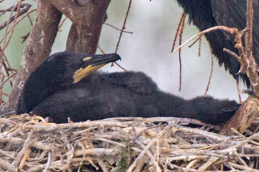 Double-crested Cormorant Nestling