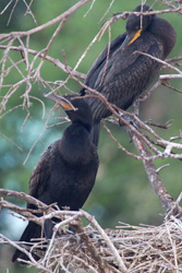 Neotropic and Hybrid (?) Cormorants