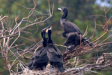 Possible Neotropic or Hybrid Cormorant Nestlings?