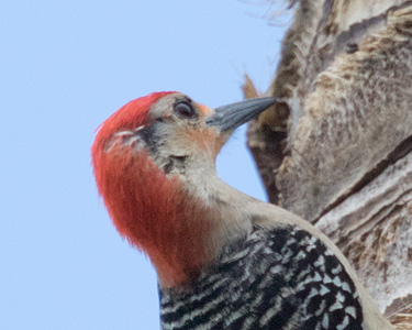 Injured Red-bellied Woodpecker
