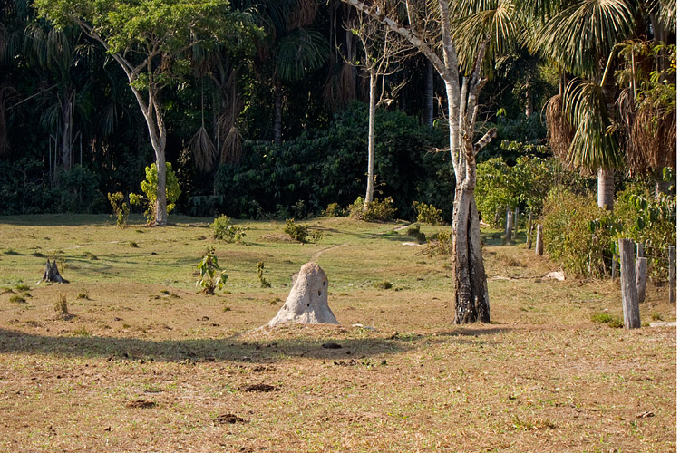 [Termite Mound and Palm Trees]