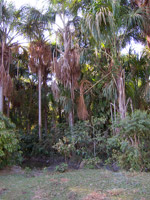 Palmcreeper Site