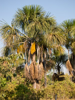 Moriche Palm