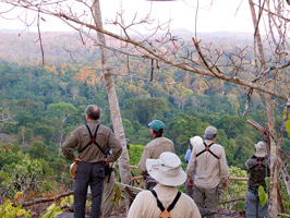 Forest Overlook