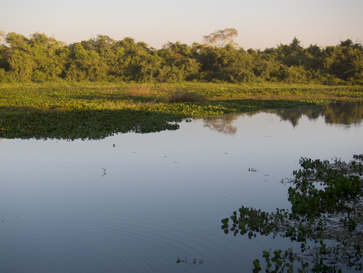 [Morning at Pantanal Wildlife Center]