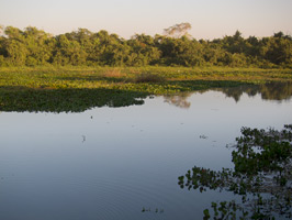 Morning at Pantanal Wildlife Center II