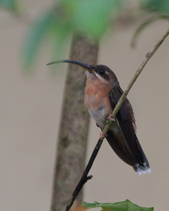 [Rufous-breasted Hermit]