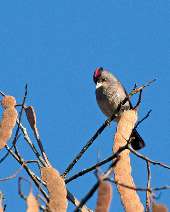[Pileated Finch]