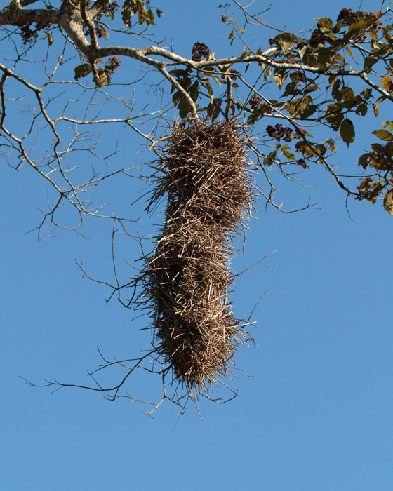 [Thornbird Nest]