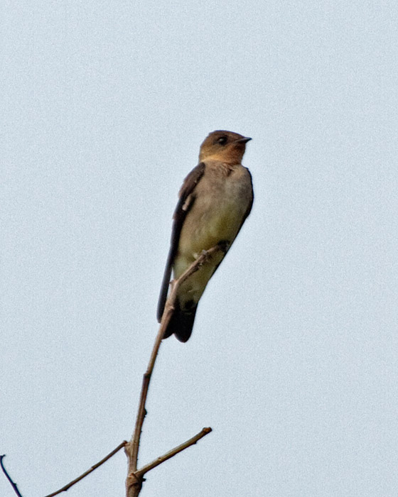 [Southern Rough-winged Swallow]