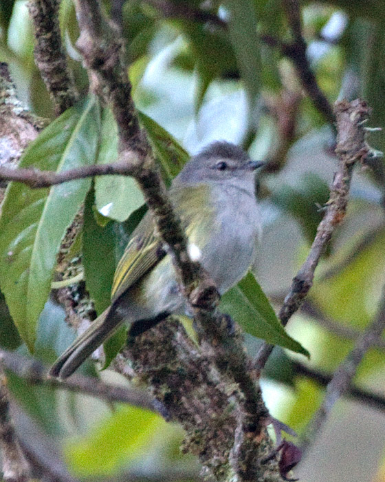 [Gray-capped Tyrannulet]