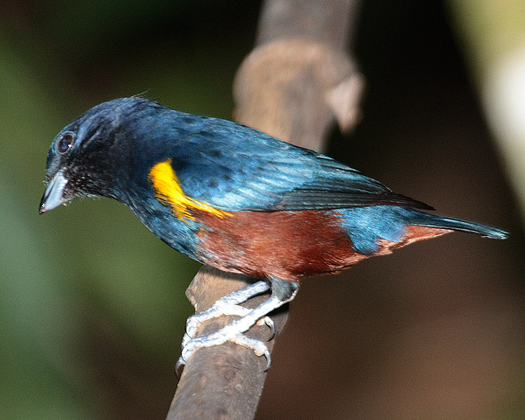 [Chestnut-bellied Euphonia]
