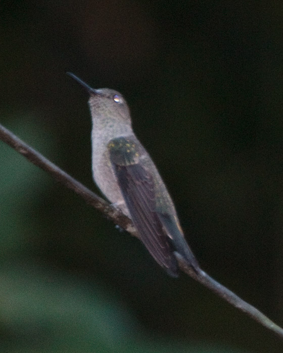 [Sombre Hummingbird]