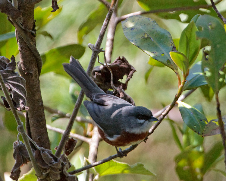 [Bay-chested Warbling-Finch]