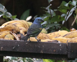 Golden-chevroned Tanager