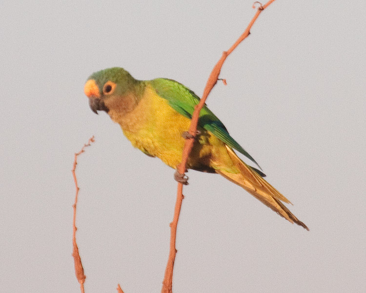 [Peach-fronted Parakeet]