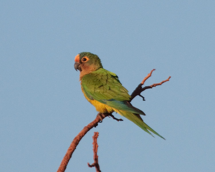 [Peach-fronted Parakeet]