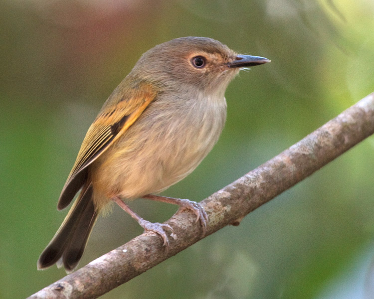 [Rusty-fronted Tody-Flycatcher]
