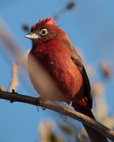 Red-crested Finch