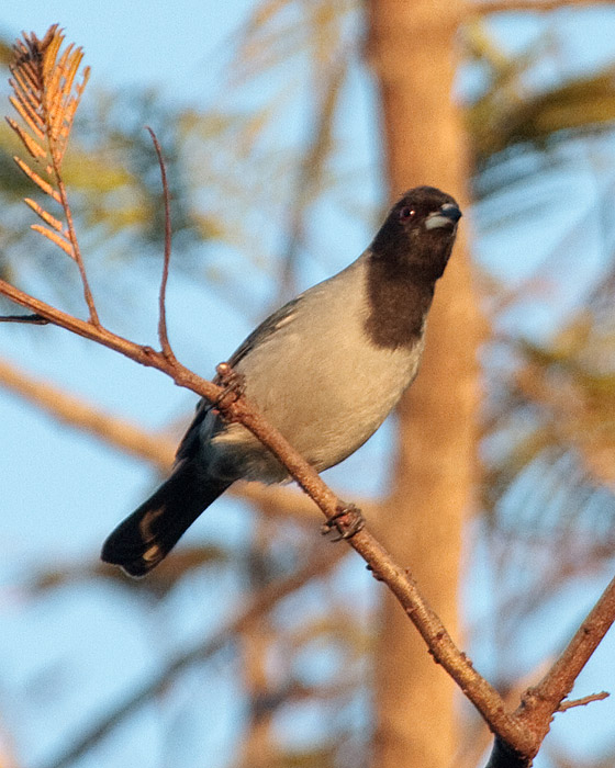 [Black-faced Tanager]