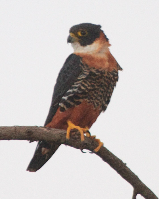 [Orange-breasted Falcon]