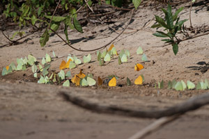 Butterflies Puddling