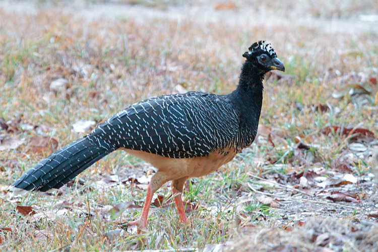 [Bare-faced Curassow]